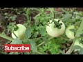 How to grow Tomato plant | tomato Plant | tomato fruiting  | Organic Tomato plant