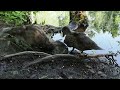 Juvenile Wood Ducks, Mud Lake