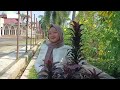 Lagu Lampung 2024 API SALAHKU | voc.Kayla Maharani cipt arr Ferry's Raja Wira Utama