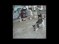 😅 Funniest Cats and Dogs 🐱😂 Funny Cats Moments 2024 😹