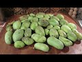 Ordering Pawpaw Fruit Online: Unboxing, Cost, Taste Test, and General Pawpaw Chat Afterward!
