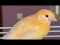 Jazz, The Canary -  Hatching | Nestling | Fletching