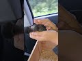 Little ayam cemani and silkie chicks are coming home