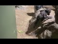 Adorable baby gorillas love to wrestle! - (4K 60FPS)