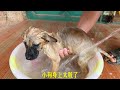 It’s heartbreaking that a stray dog ​​was trapped in an abandoned pool and almost starved to death.