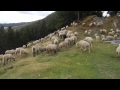 1000 Sheep in Andorra