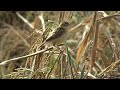 Rice Field - Portrait Of Time