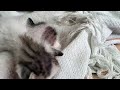 poor kittens after their mom pass away | pet animals