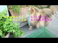 Hitomi, a Persian cat, chases small insects on a balcony in light rain