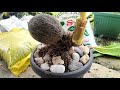 Solusi Perawatan Bonsai Kelapa Terlanjur Tinggi Jadi Bahan Bonsai Indah