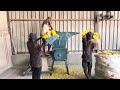Yellow PP cutting#wastemanagement #plasticrecycling #recycle #employment #businessideas #ecofriendly
