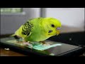 How I taught My Budgie to Talk