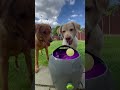 Labradors Have Crazy Fun With Ball Launcher || Newsflare