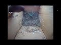 Nido de carbonero reconvertido en nido de gorrión